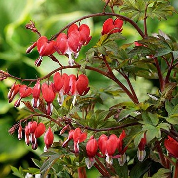 Stínomilné - Srdcovka nádherná 'Valentine' 2 litry