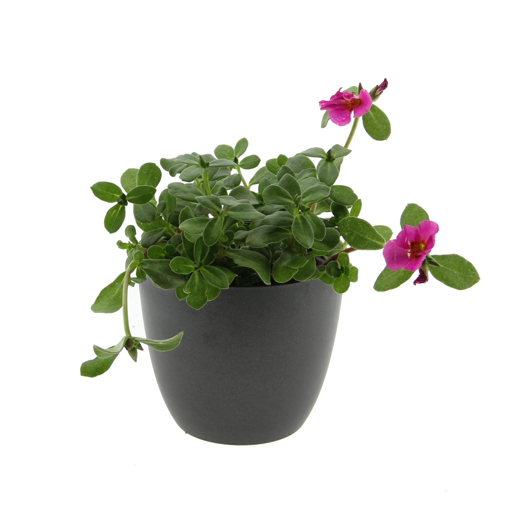 Nádobové květiny - Šrucha mix, květináč 13cm