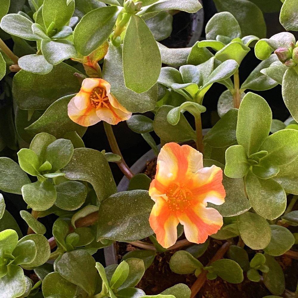 Šrucha mix, květináč 13cm-1