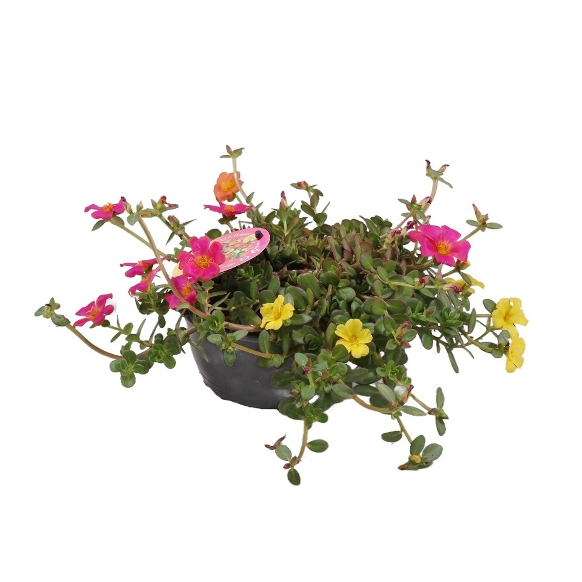 Nádobové květiny - Šrucha Trio miska 17cm