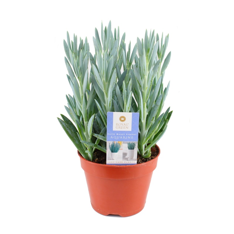 Kaktusy a sukulenty - Starček Everest květináč 15cm