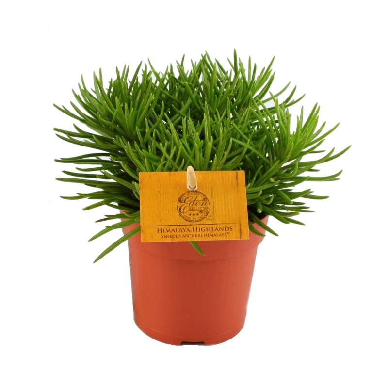 Kaktusy a sukulenty - Starček Himalaya květináč 10,5cm