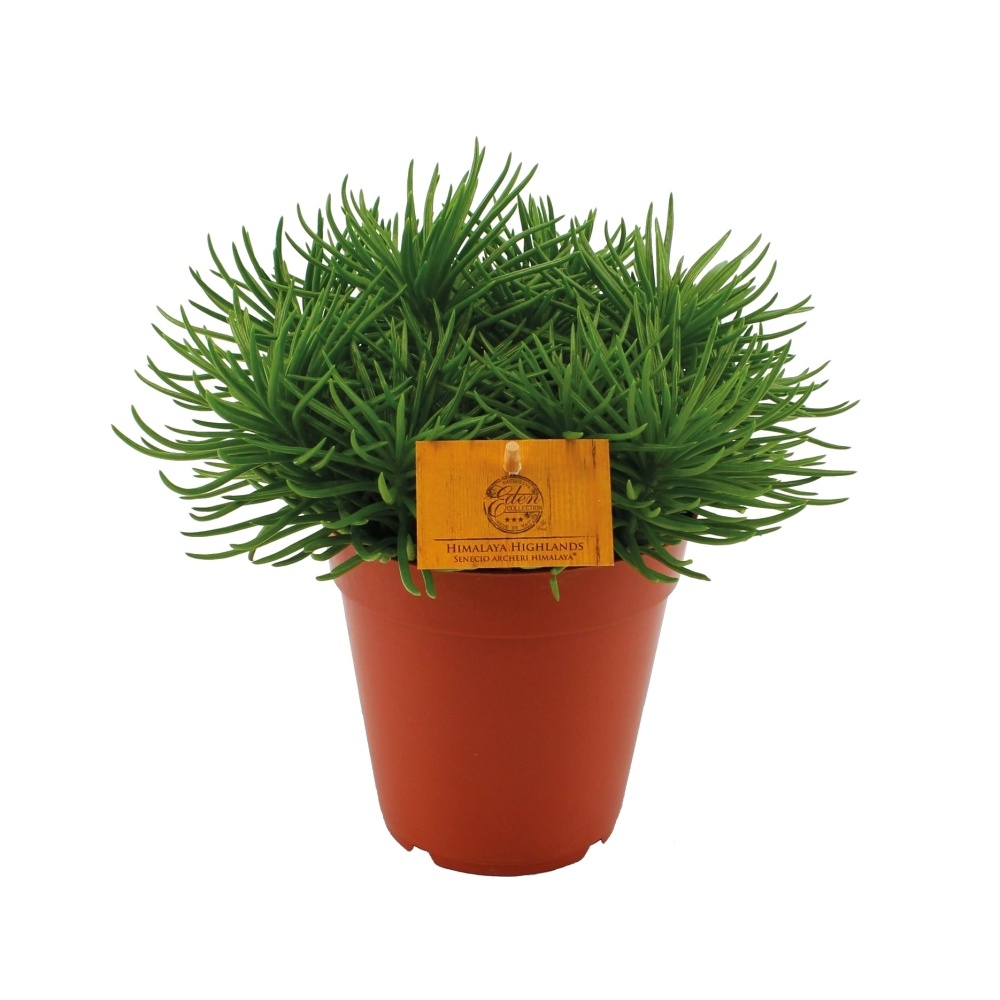 Kaktusy a sukulenty - Starček 'Himalaya' květináč 15cm