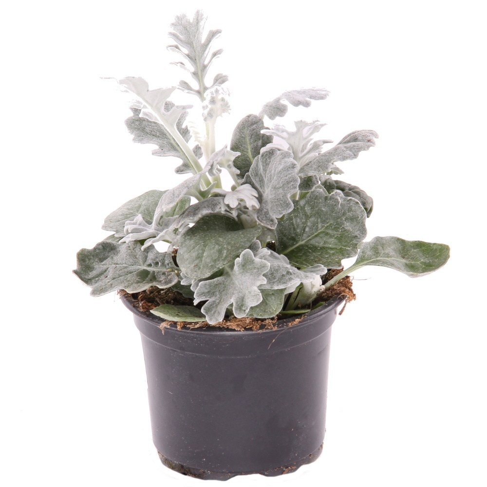 Podzimní rostliny - Starček květináč 9cm