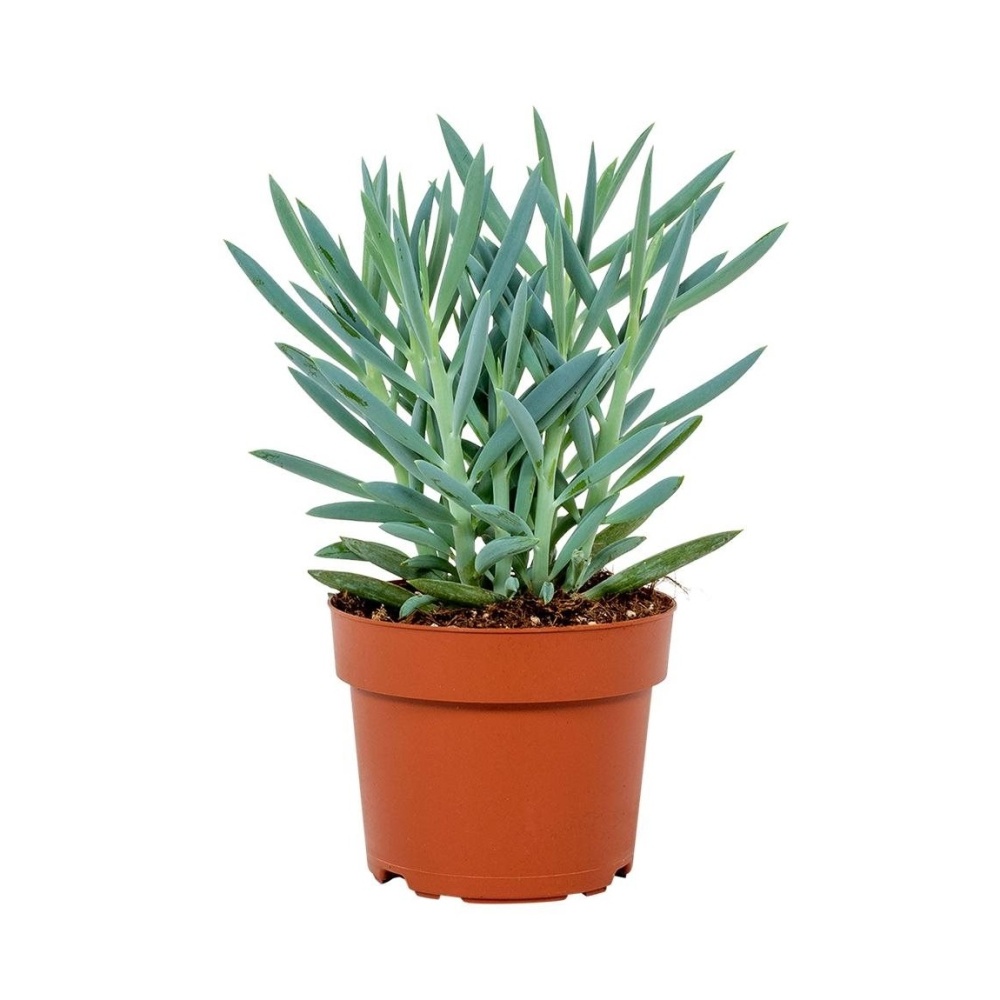 Kaktusy a sukulenty - Starček 'Mount Everest' květináč 17cm