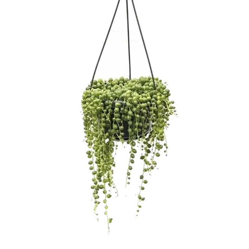 Kaktusy a sukulenty - Starček převislý květináč závěs 14cm