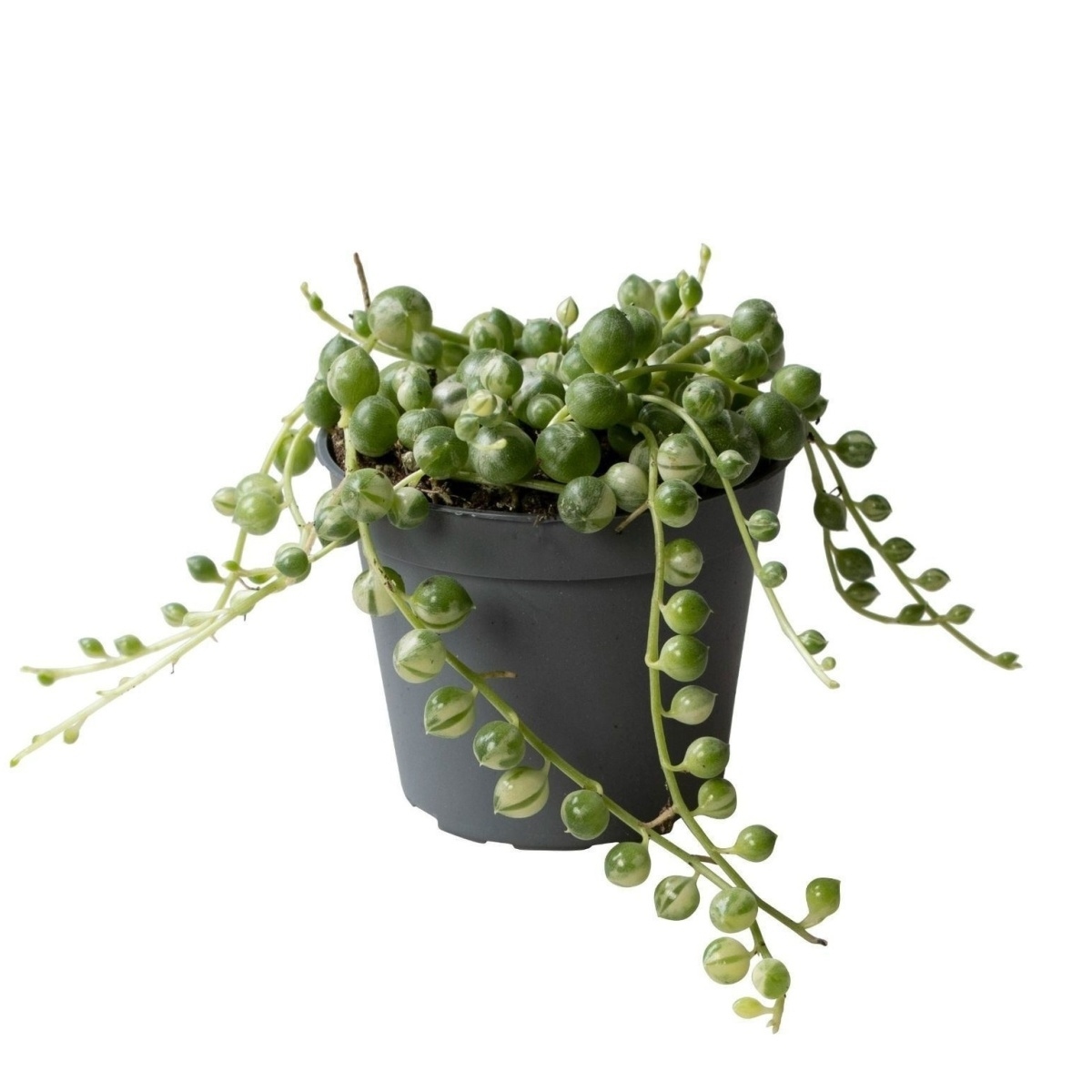 Kaktusy a sukulenty - Starček převislý Variegata květináč 6cm