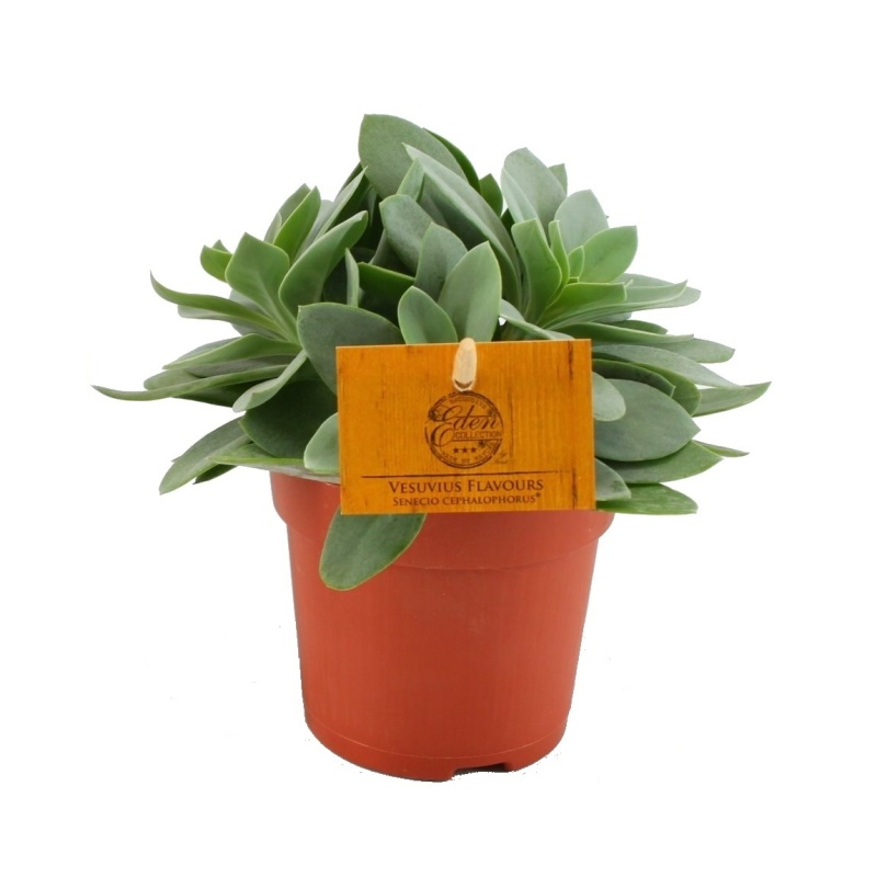 Okrasné pokojové rostliny - Starček Vesuvivus Flavours květináč 10,5cm