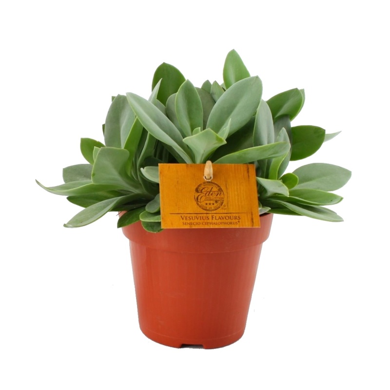Okrasné pokojové rostliny - Starček Vesuvivus Flavours květináč 12cm