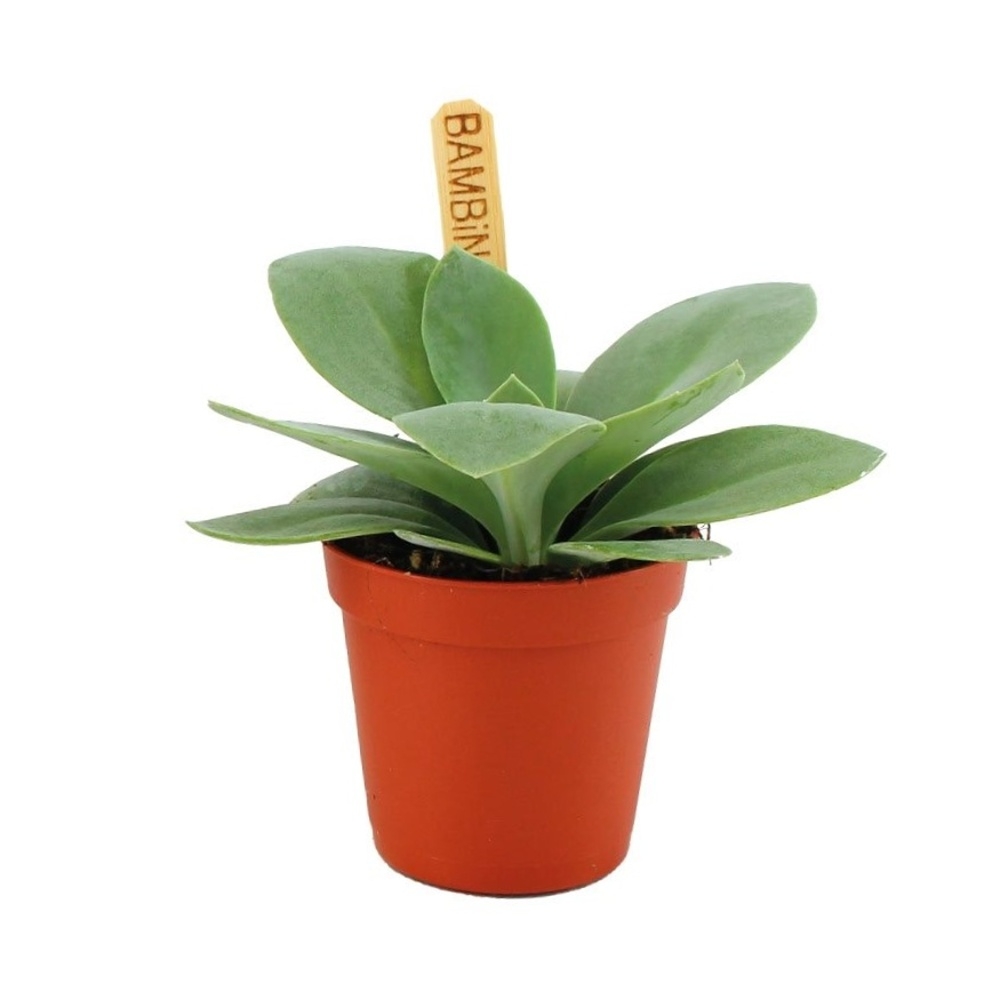 Kaktusy a sukulenty - Starček Vesuvivus Flavours květináč 6cm