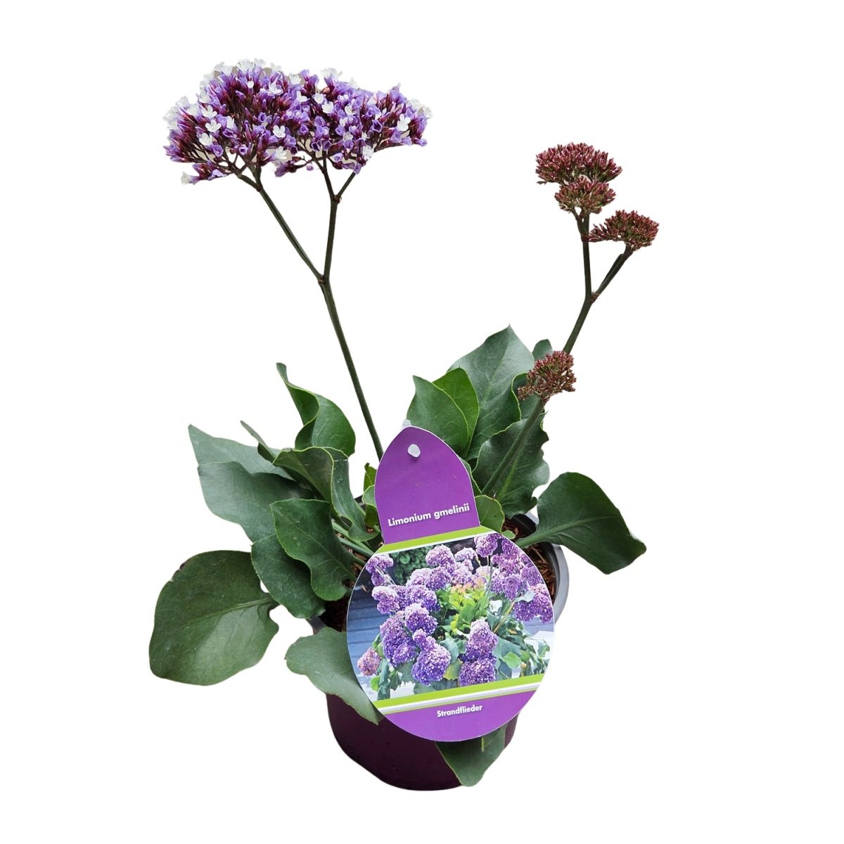 Na slunce - Statice Gmelinova Purple Parachute květináč 17cm