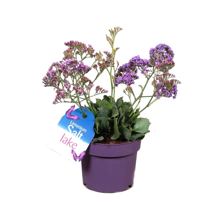 Nádobové květiny - Statice Salt Lake květináč 19cm