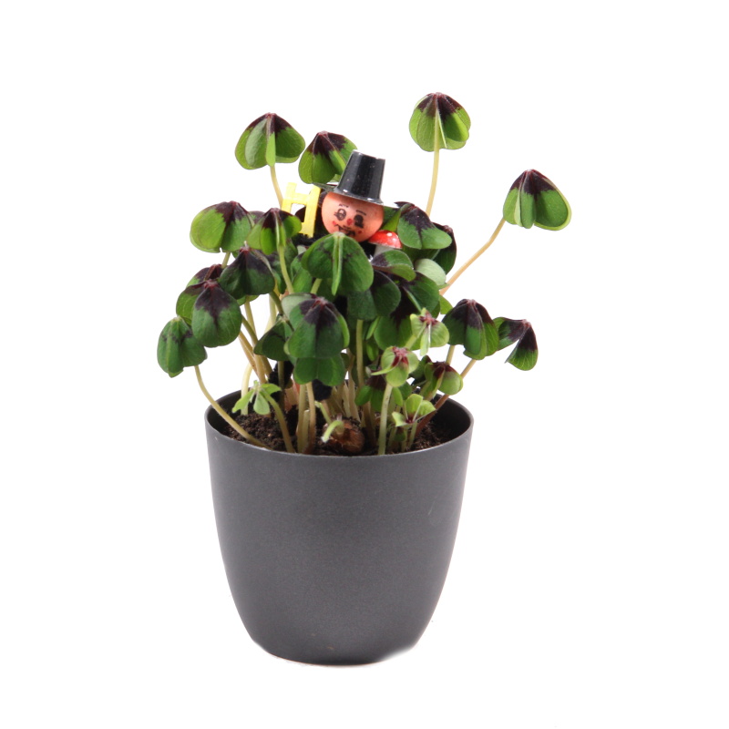 Okrasné pokojové rostliny - Šťavel čtyřlistý květináč 10,5cm