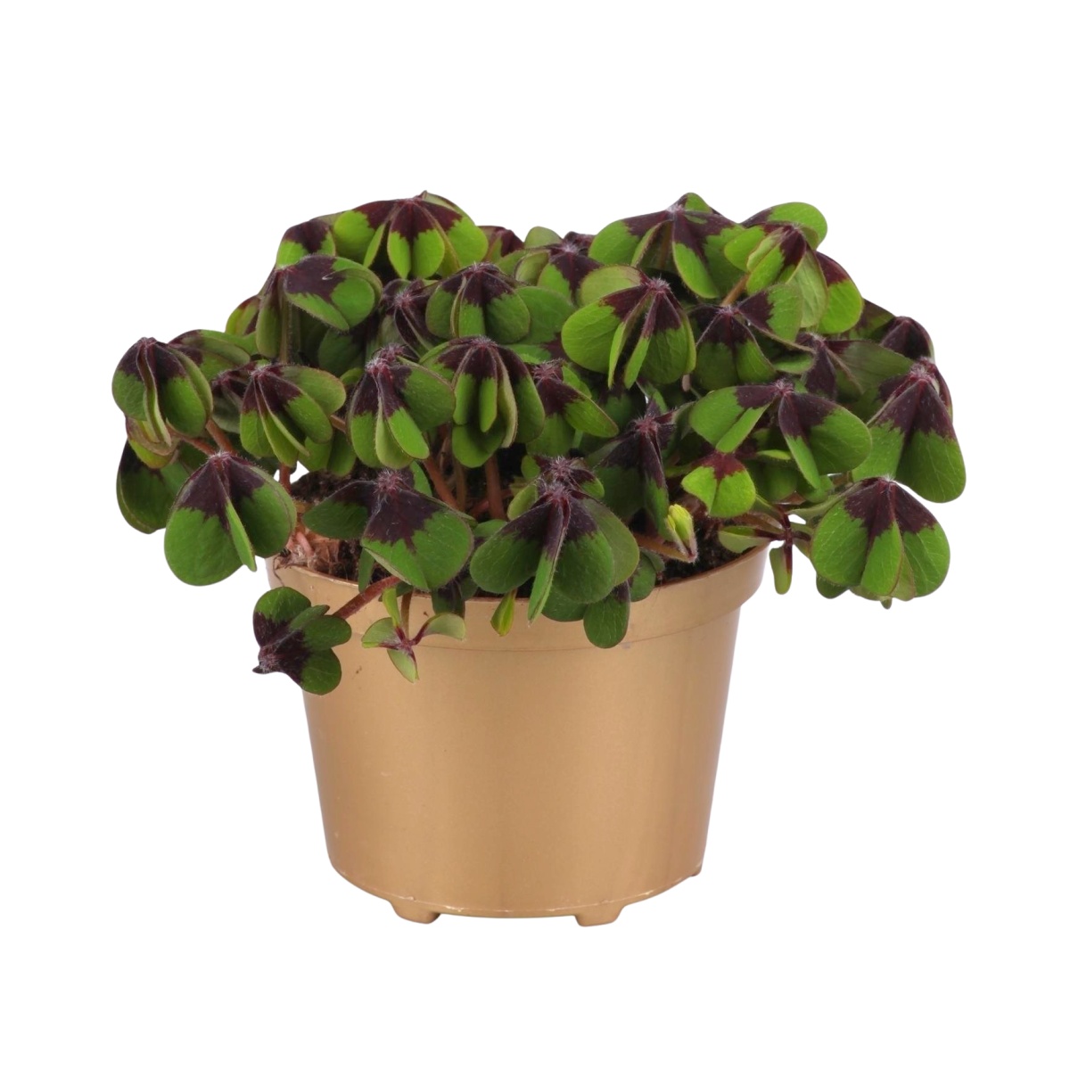 Okrasné pokojové rostliny - Šťavel čtyřlistý květináč 9cm