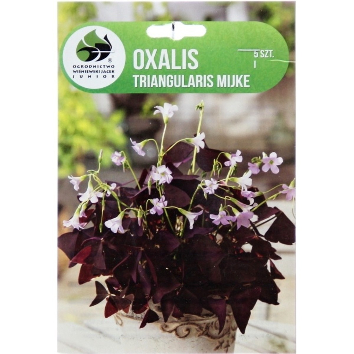 Cibuloviny - Šťavel 'Mijke' 5ks