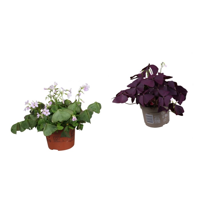 Okrasné pokojové rostliny - Šťavel trojhranný mix květináč 12cm