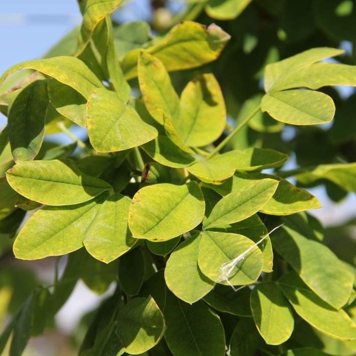 Listnaté stromky a stromy - Štědřenec odvislý 'Sunspire' kmínek 120cm, květináč 16,5 litru