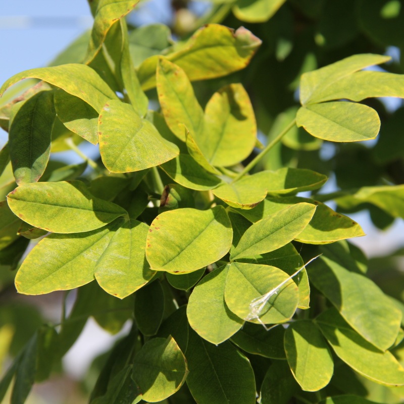 Listnaté stromky a stromy - Štědřenec odvislý 'Sunspire' kmínek 120cm, stromek