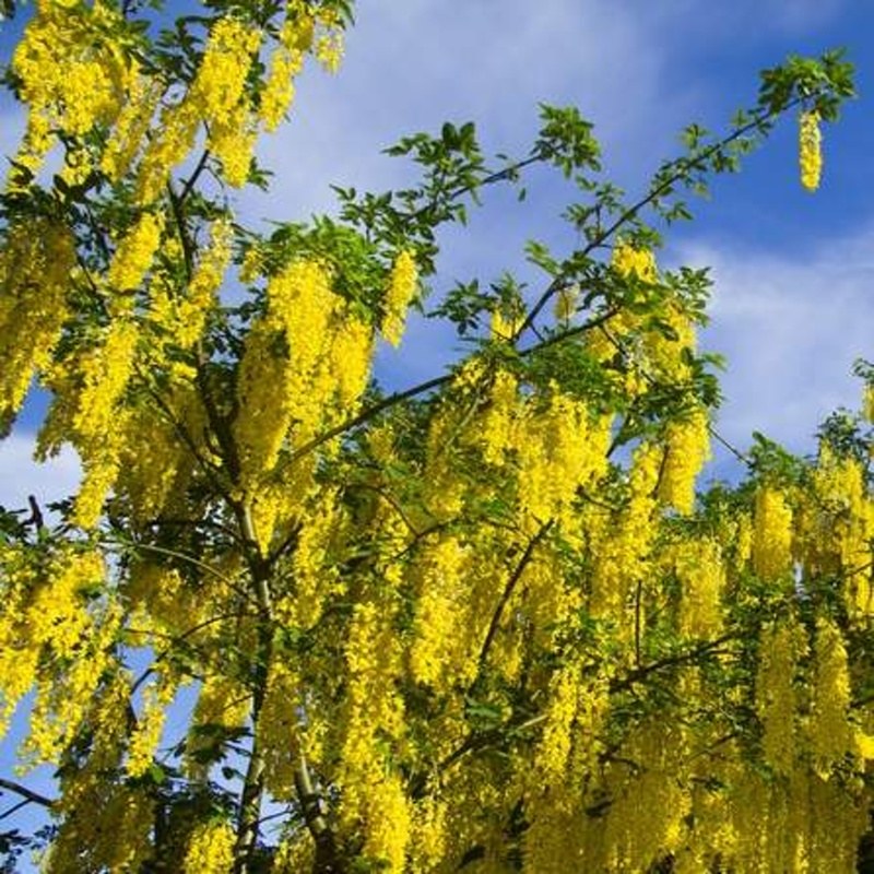 Keře okrasné květem - Štědřenec Watererův Vossii výška 60/80cm, květináč 6 litrů