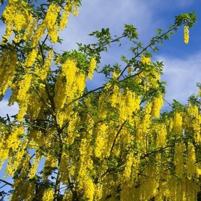 Keře okrasné květem - Štědřenec Watererův 'Vossii'