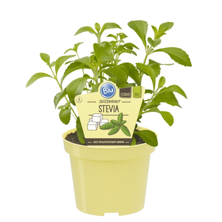 Bylinky - Stevia sladká BIO květináč 12cm