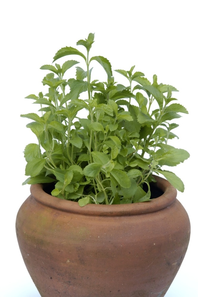 Stevia sladká BIO květináč 12cm-0