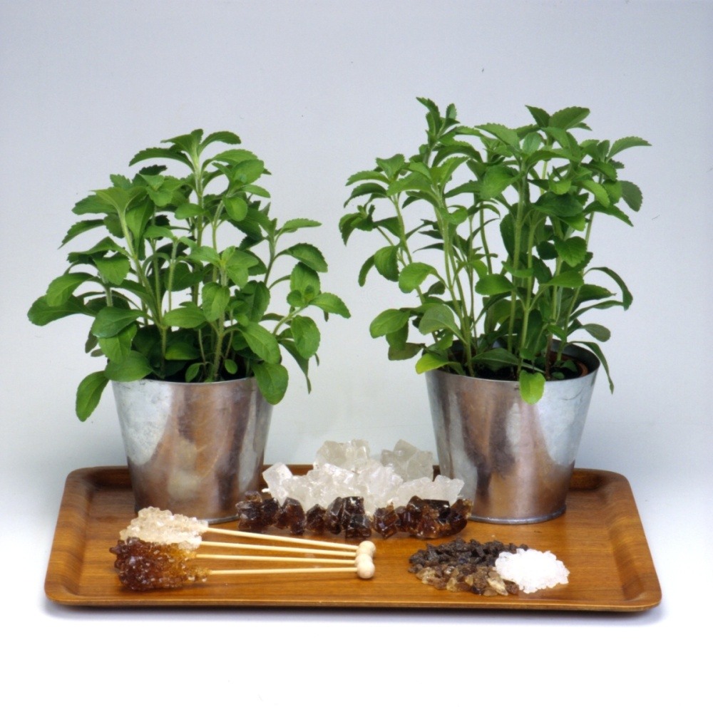 Stevia sladká BIO květináč 12cm-1