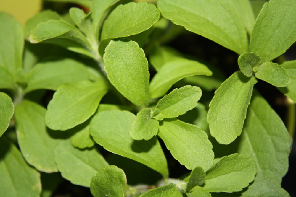 Stevia sladká BIO květináč 12cm-2