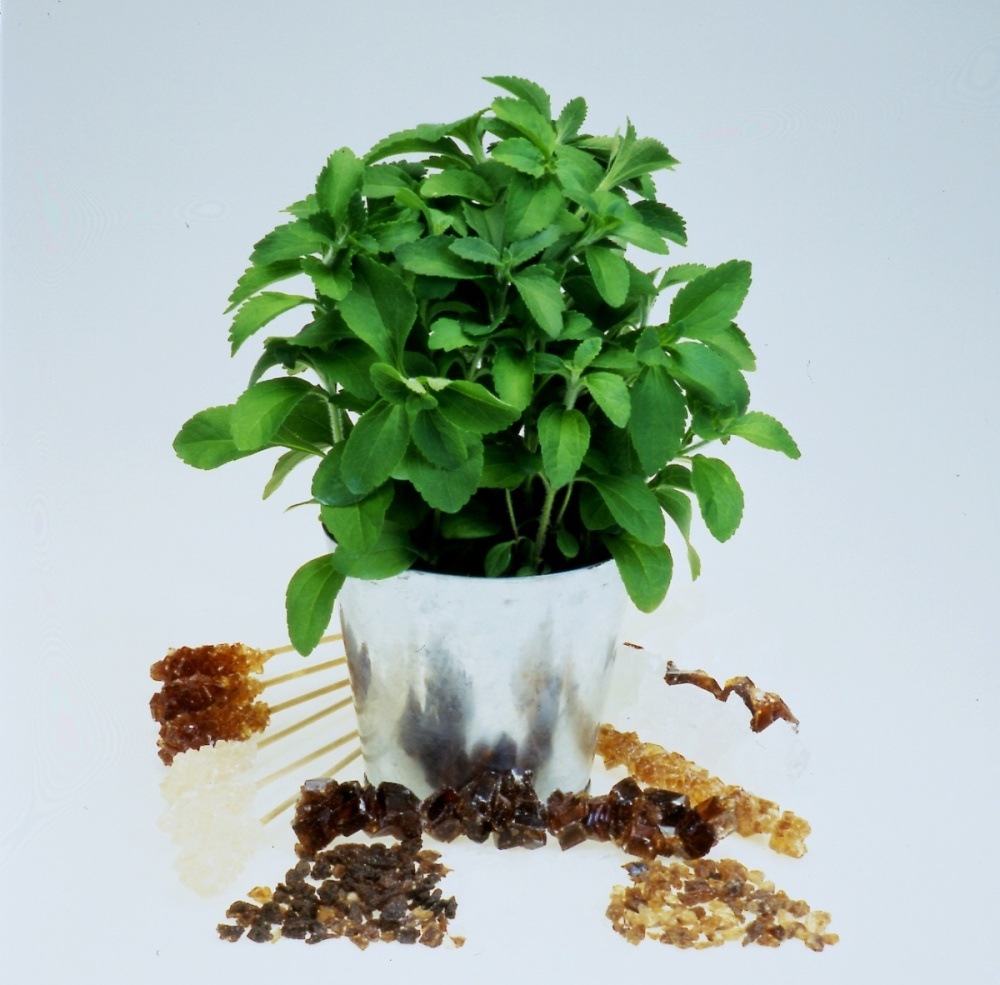 Stevia sladká BIO květináč 12cm-3