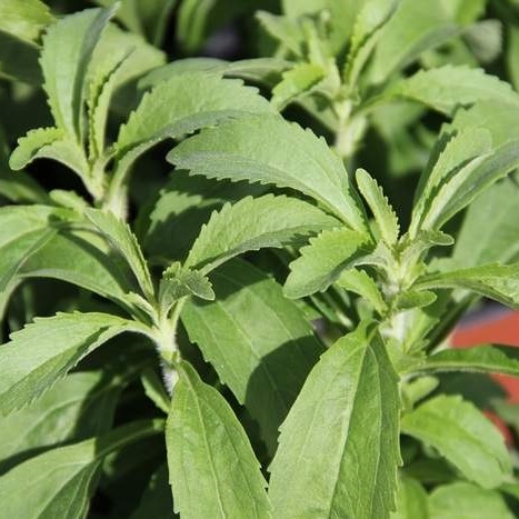 Bylinky - Stévie sladká květináč 10,5cm