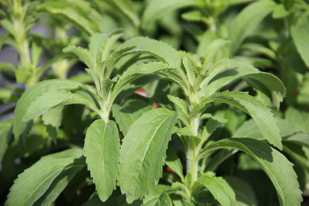 Stévie sladká květináč 14cm-0