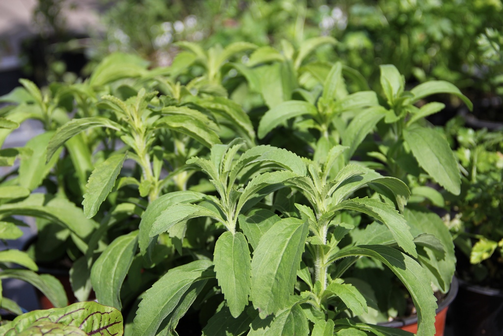 Stévie sladká květináč 14cm-1