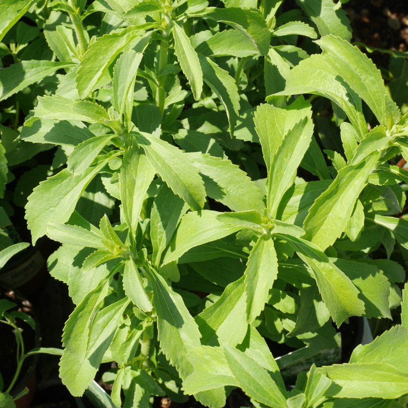 Bylinky - Stévie sladká 'Sweety' 12cm stévie