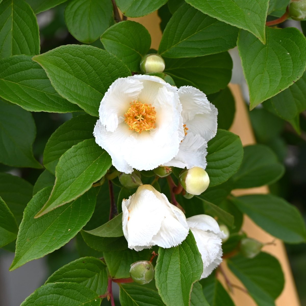 Keře okrasné květem - Stewartie pseudokaméliovitá výška 200/225cm, květináč 90 litrů