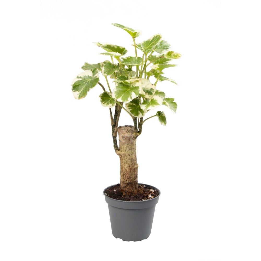 Okrasné pokojové rostliny - Stínovka 'Balfourii' květináč 6cm