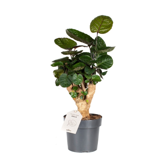 Okrasné pokojové rostliny - Stínovka květináč 17cm