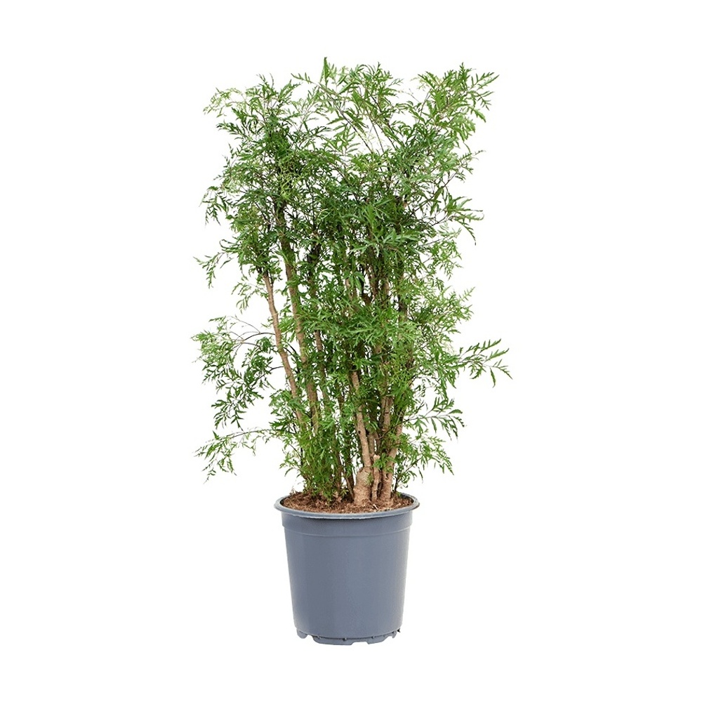 Okrasné pokojové rostliny - Stínovka 'Ming' větvená, květináč 31cm