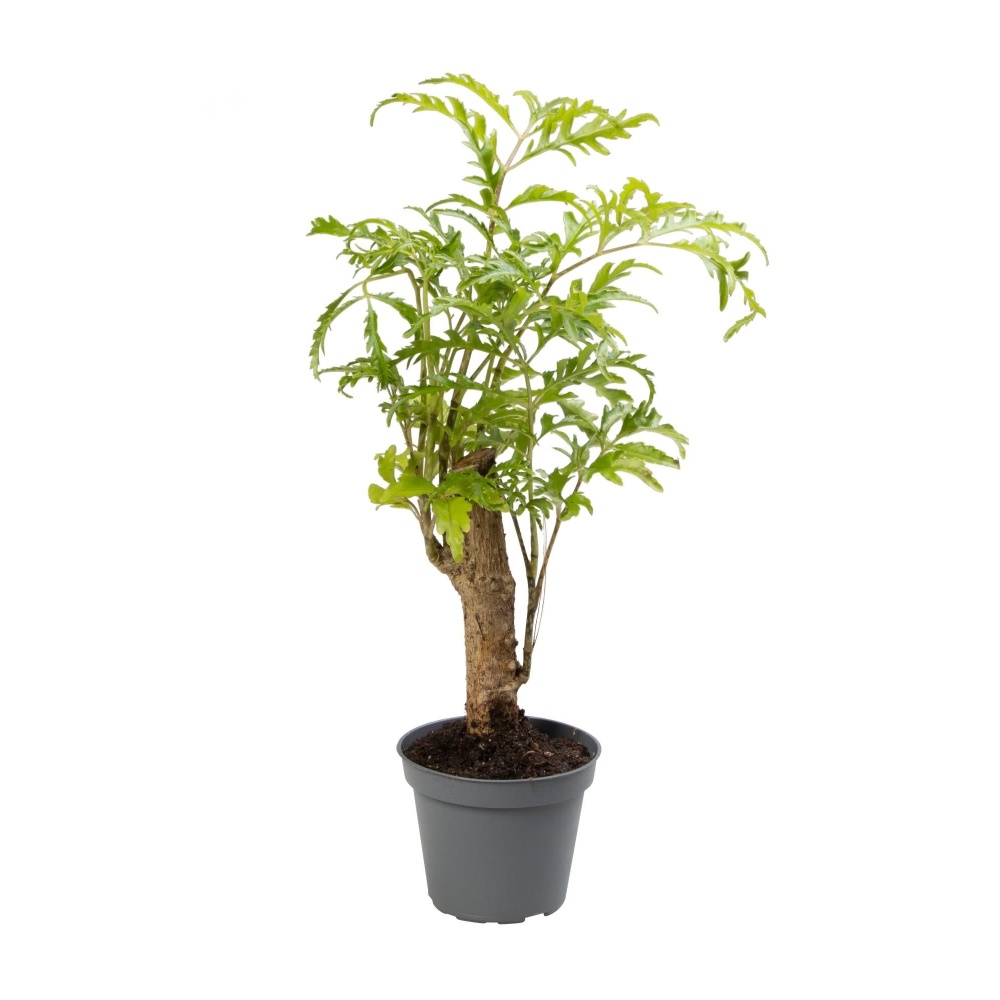 Okrasné pokojové rostliny - Stínovka mini kmínek, květináč 6cm