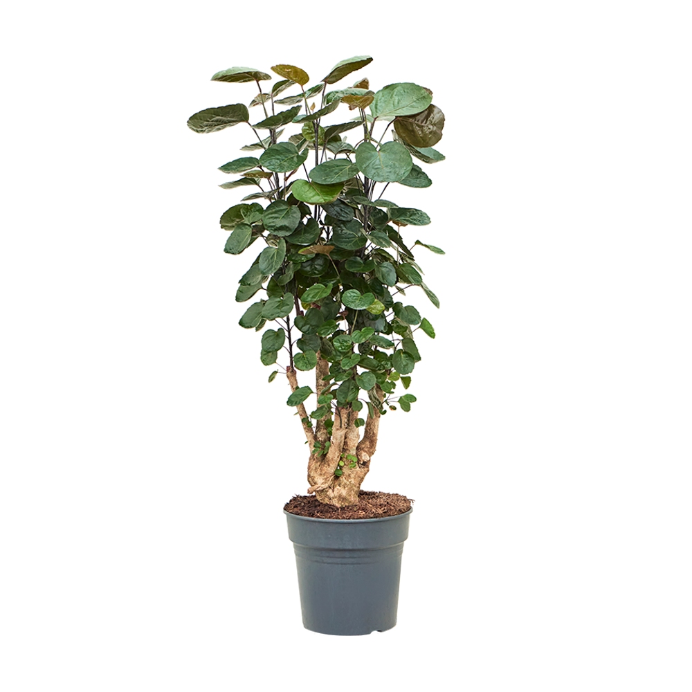 Okrasné pokojové rostliny - Stínovka výška 100cm, květináč 27cm, větvená