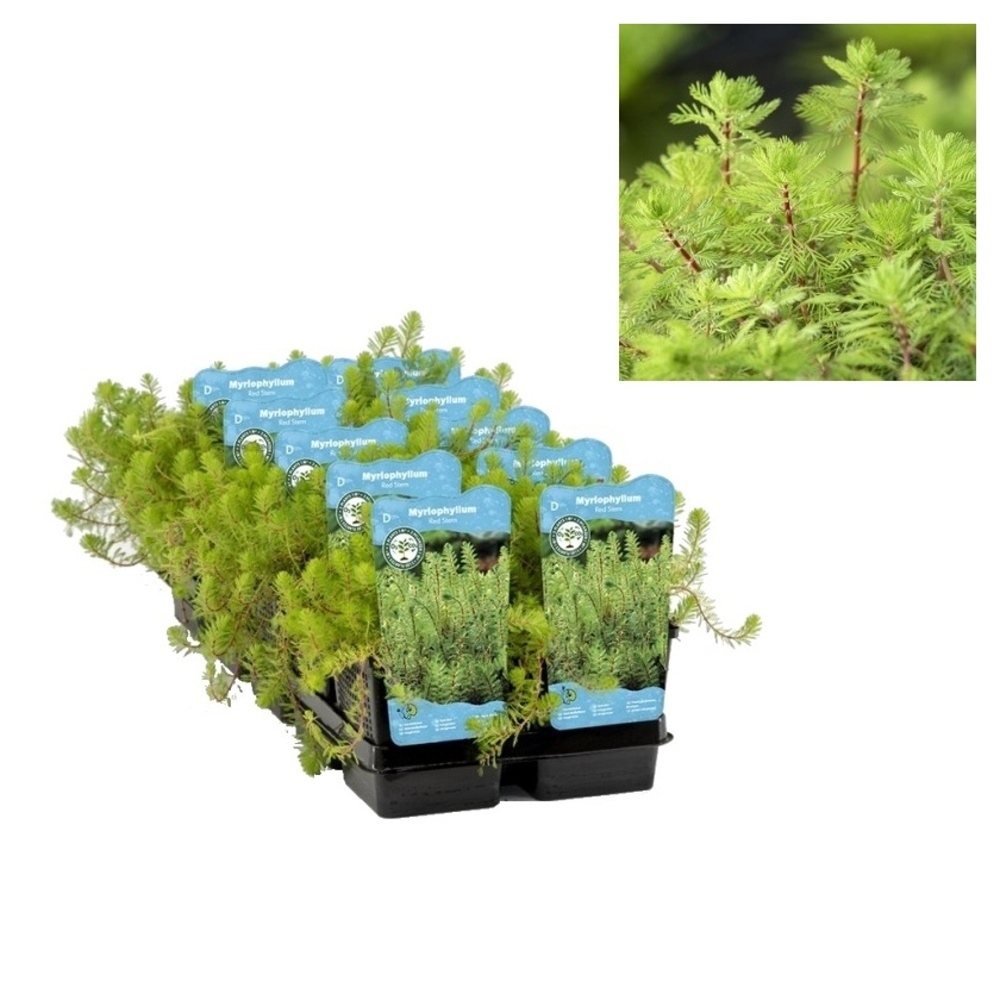 Vodní rostliny a lekníny - Stolístek brazilský květináč 11cm