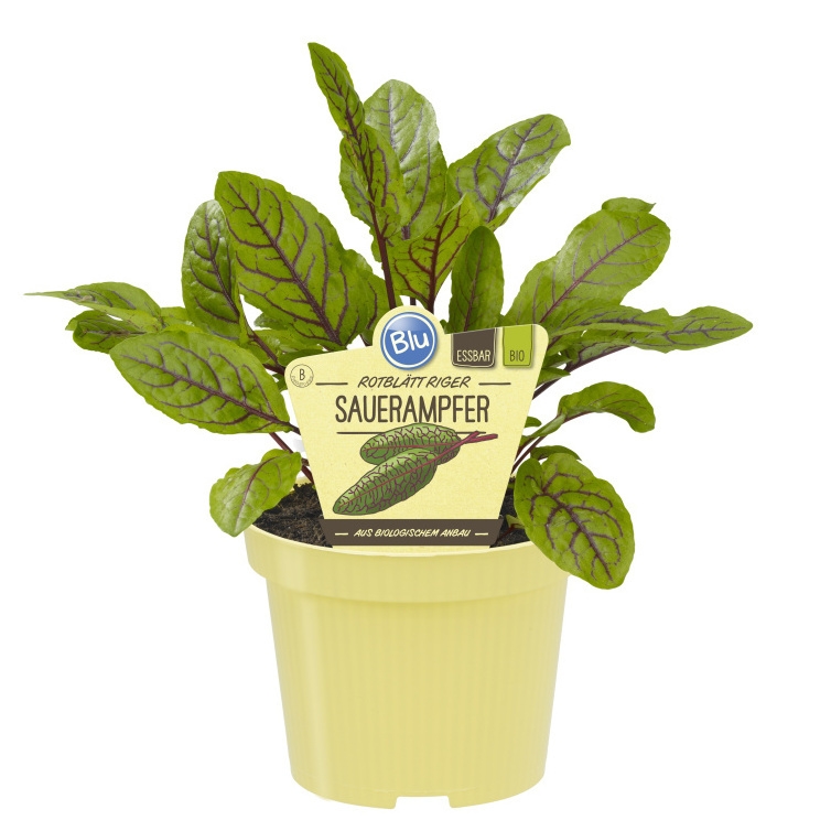 Bylinky - Šťovík BIO květináč 12cm