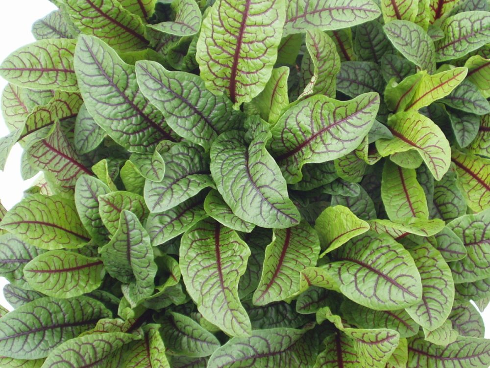 Šťovík BIO květináč 12cm-0