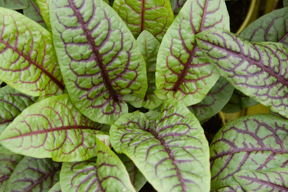 Šťovík BIO květináč 12cm-1