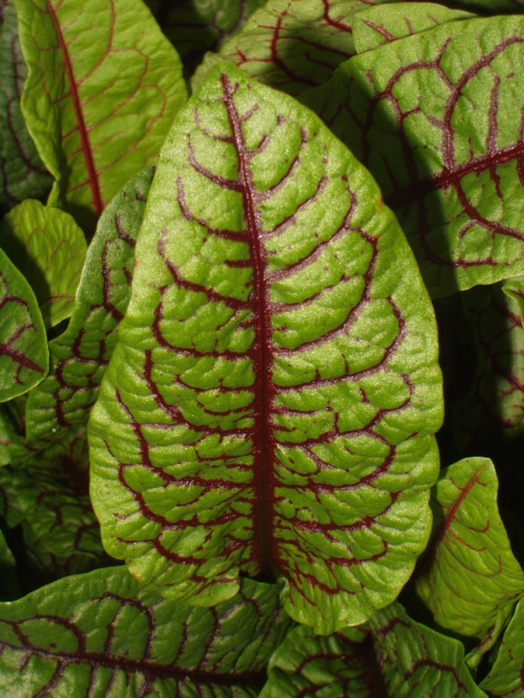 Šťovík BIO květináč 12cm-2