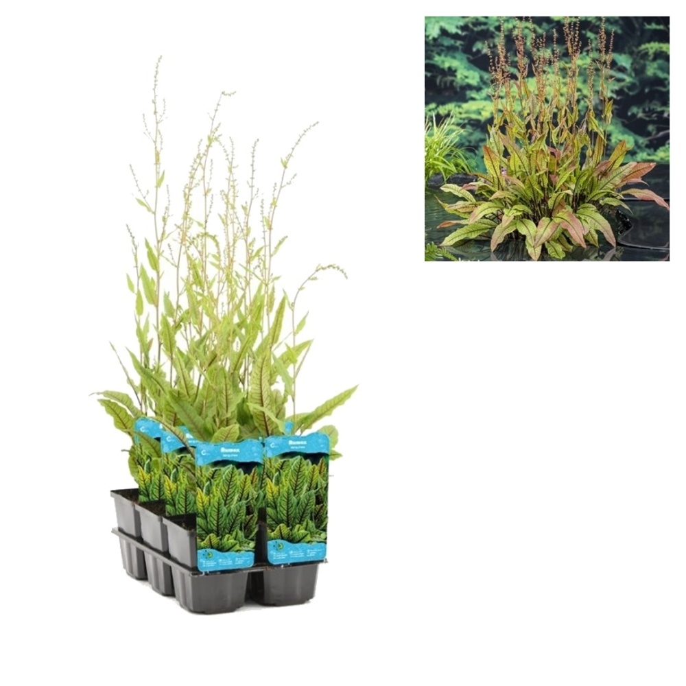 Vodní rostliny a lekníny - Šťovík krvavý 9cm