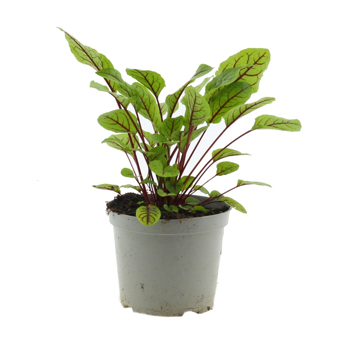 Bylinky - Šťovík květináč 14cm