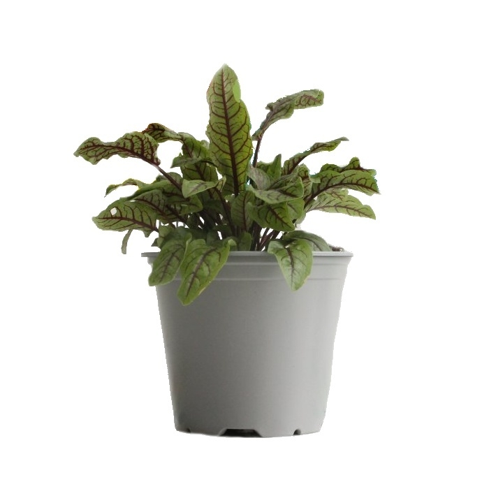 Bylinky - Šťovík 'Red' květináč 14cm