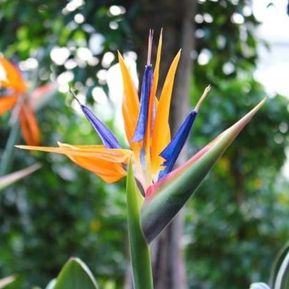 Nádobové květiny - Strelície královská 12 litrů