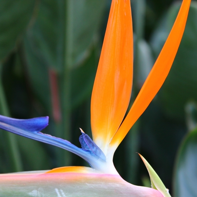 Nádobové květiny - Strelície královská 125cm