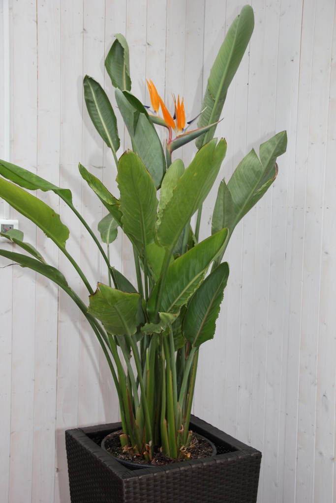 Strelície královská 125cm-0